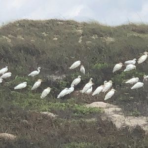 Meet your Posher, Graci